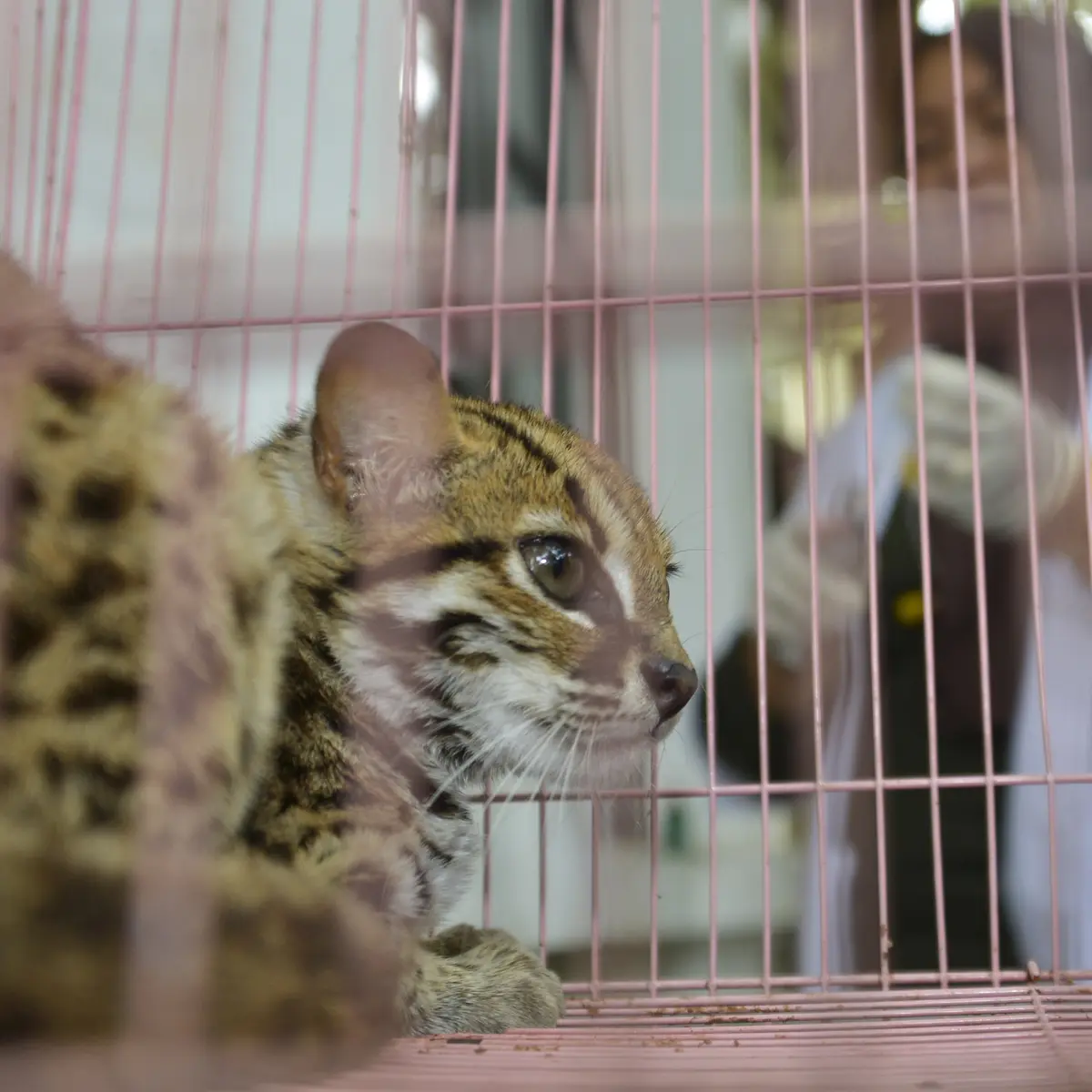 Kucing Hutan Kalimantan