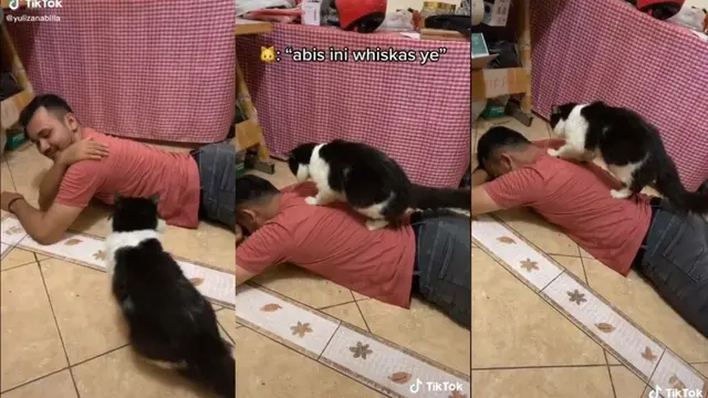 5 Potret Kocak Kucing Bila Kerja di Salon dan Spa Ini Menggemaskan
