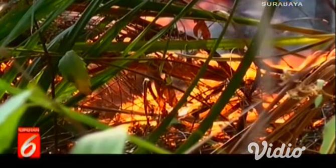 VIDEO: Kebakaran Landa Taman Nasional Bromo Tengger Semeru hingga 30 Hektar