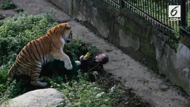VIDEO: Mengerikan, Harimau Siberia Terkam Petugas Kebun Binatang