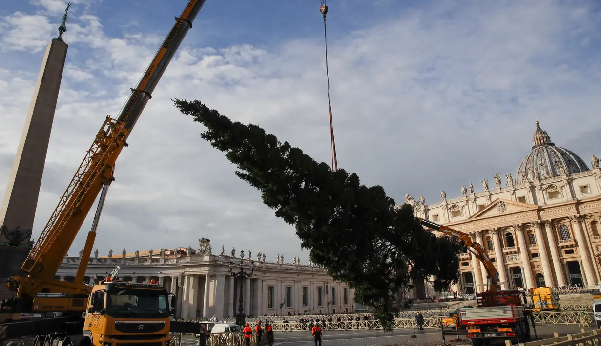 Sebuah crane mengangkat pohon cemara di Lapangan Santo Petrus, Vatikan, Kamis (21/11/2019). Pohon Natal setinggi 26 meter tersebut berasal dari Dataran Tinggi Asiago di timur laut Italia dan disumbangkan oleh wilayah Veneto. (AP Photo/Alessandra Tarantino)