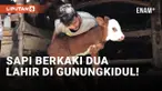 Geger! Kelahiran Anak Sapi Berkaki Dua di Gunungkidul!