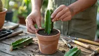 Cara Menanam Buah Naga dari Batang agar Cepat Berbuah untuk Pemula
