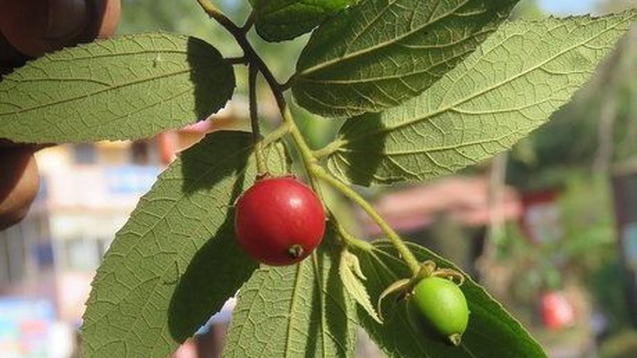 6. Daun Kersen