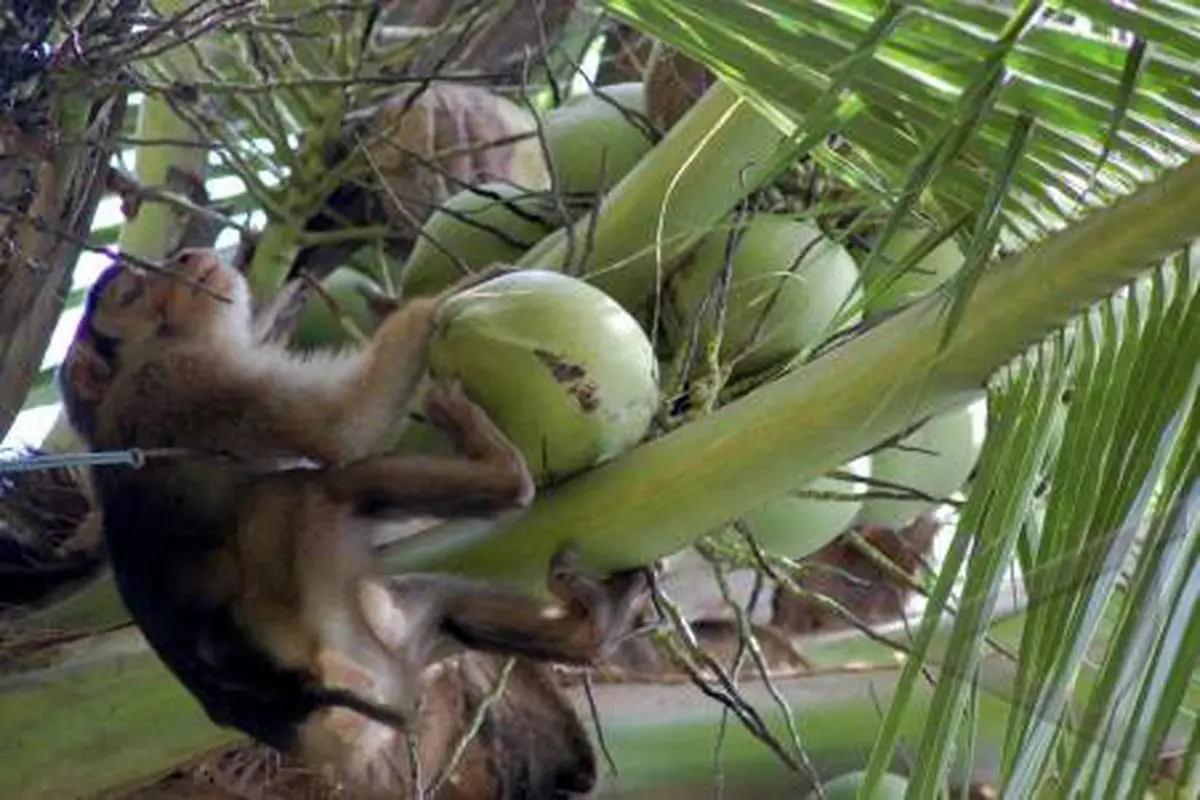 Mengenal Kebaikan Kera di Mata Masyarakat Sumatra Barat