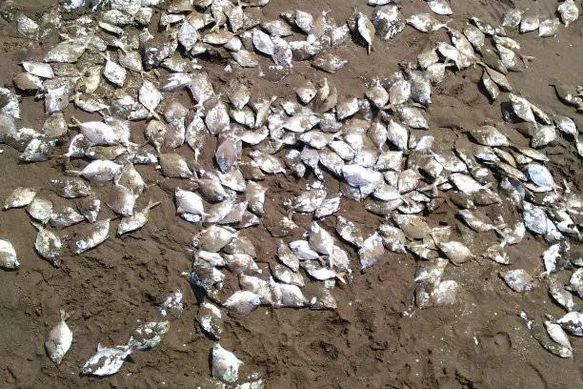Ratusan orang memunguti jutaan ikan mati di Pantai Jetis, Cilacap, Jawa Tengah, Sabtu, 12 Oktober 2019. (Foto: Liputan6.com/Facebook-Paijo Kbm/Muhamad Ridlo)