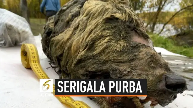 Kepala serigala purba ditemukan di Serbia. Serigala ini diperkirakan hidup 40 ribu tahun yang lalu.