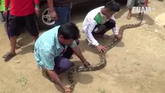 Ular Piton sepanjang 6 meter menyelinap ke dalam mobil warga Grabagan, Tuban, Jawa Timur.