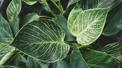 6 Cara Merawat Philodendron Birkin agar Cepat Tumbuh, Ini Kuncinya