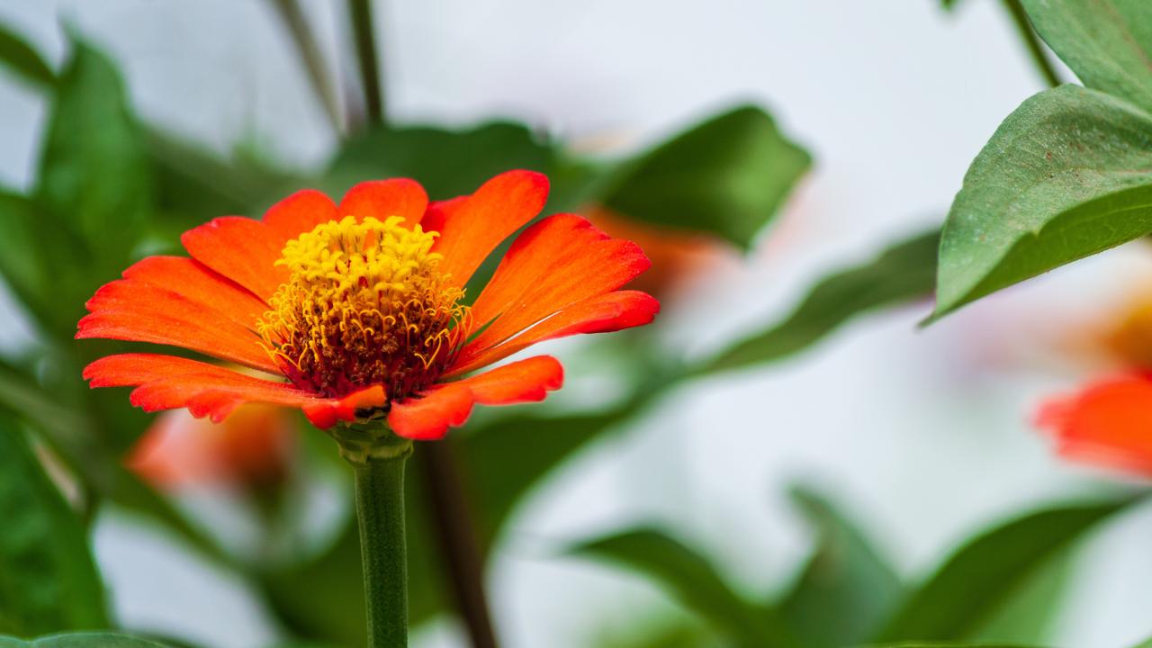 Ilustrasi Bunga Zinnia