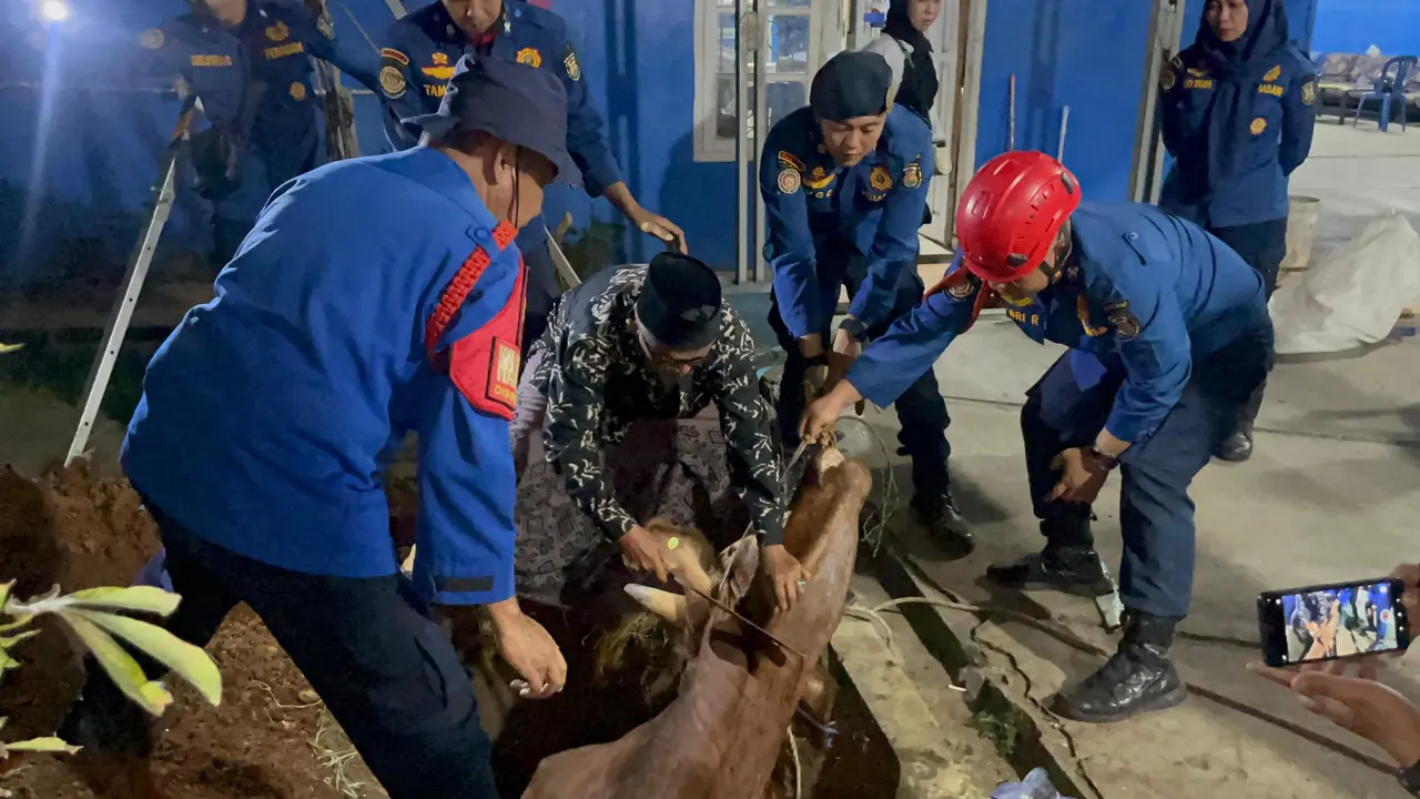Detik-Detik Sapi Kurban 487 Kg Tercebur ke Galian di Bandar Lampung, Akhirnya Disembelih di Dalam Lubang 