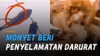 Seekor monyet tersengat listrik ketika hendak melompat dari ketinggian.