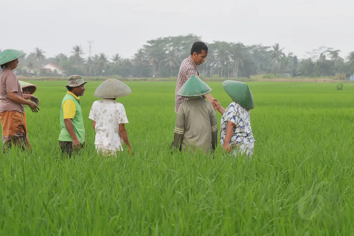 Jokowi Ladeni Curhatan Petani di Sawah 