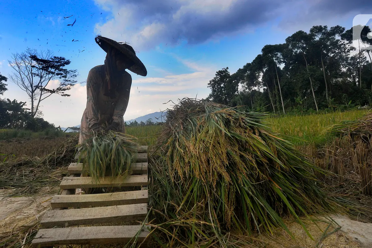 Musim Hujan, Harga Gabah di Tingkat Petani Naik