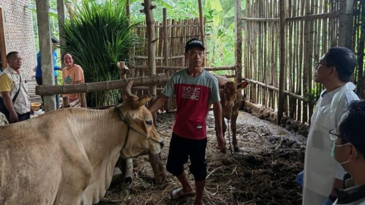 Gencar Vaksinasi PMK, Pemkab Magetan Berkomitmen Pulihkan Populasi Ternak Sapi