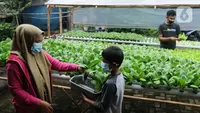 10 Jenis Sayur Hidroponik yang Cepat Panen dan Paling Laris, Siap Jual Umur 3 Minggu