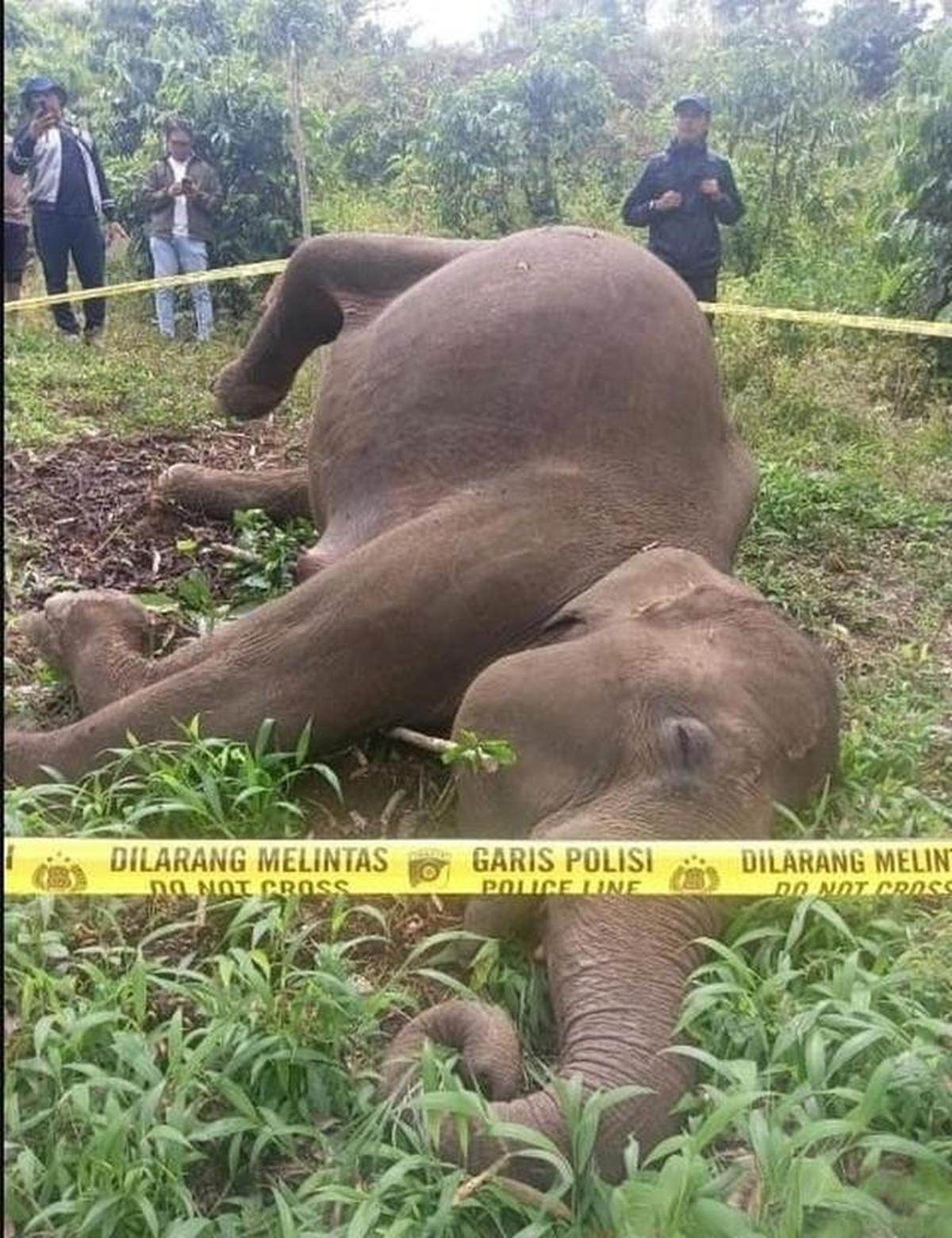 Gajah Sumatera Mati Tersengat Listrik di Aceh Tengah, 1 Warga Mati Diinjak Gajah di Bener Meriah