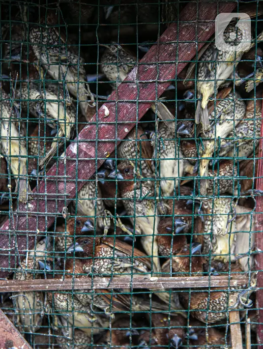 Burung pipit terlihat dalam kandang saat dijual di kawasan Pasar Petak Sembilan, Glodok, Jakarta, Minggu (31/1/2021). Pedagang pipit mengaku mengalami penurunan omzet saat pandemi karena banyak vihara yang tak menyelenggarakan ibadah untuk mengurangi penyebaran COVID-19. (Liputan6.com/Faizal Fanani)
