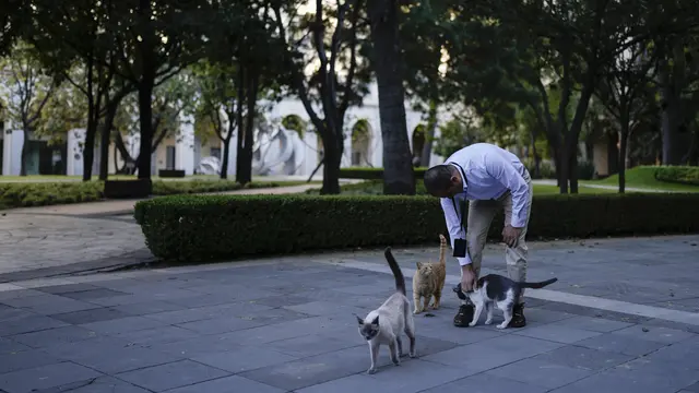 19 Kucing Liar Cetak Sejarah, Dinobatkan Sebagai Aset Tetap Hidup Istana Kepresidenan Meksiko