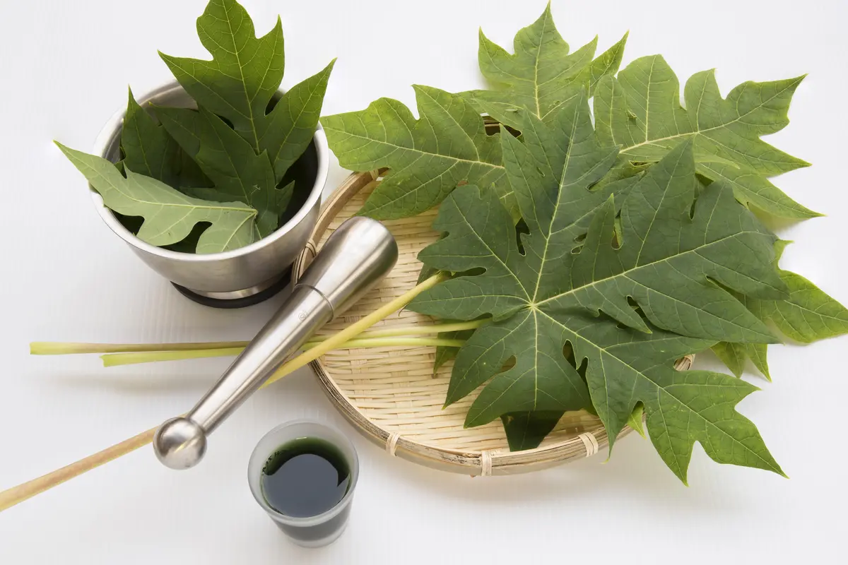 daun pepaya
