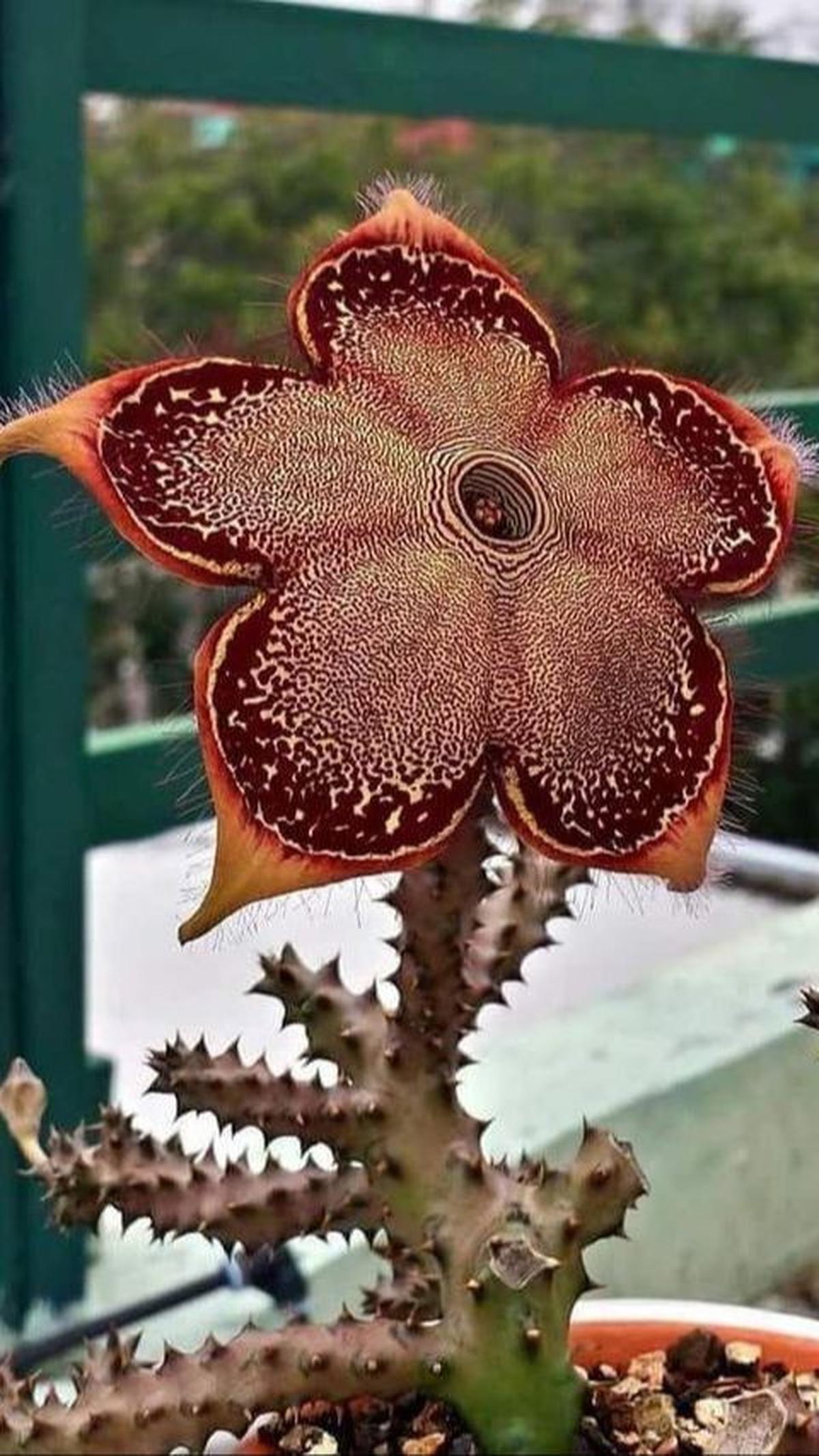 Stapelia gigantea