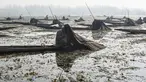Nelayan Kashmir menutupi kepala dan sebagian tubuhnya ketika menangkap ikan di Danau Anchar, pinggiran Srinagar, India, 28 Desember 2017. Cara unik itu merupakan taktik mereka untuk menangkap ikan yang sudah dilakukan turun temurun. (TAUSEEF MUSTAFA/AFP)
