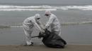 Pekerja kota mengumpulkan pelikan yang mati di pantai Santa Maria di Lima, Peru, Selasa (29/11/2022). Setidaknya 13.000 pelikan telah mati sejauh ini pada bulan November di Sepanjang Pantai Pasifik Peru akibat flu burung, menurut The National Forest and Wildlife Service (Serfor) pada hari Selasa. (AP Photo/Guadalupe Pardo)