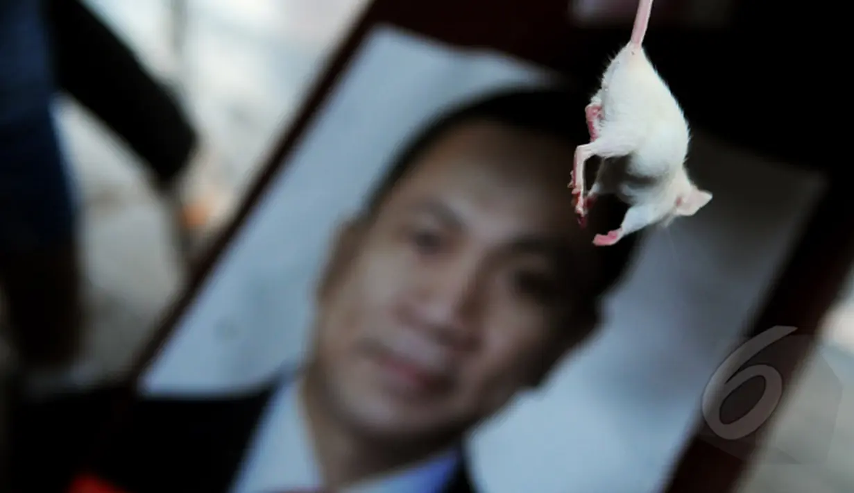 Seekor tikus dibawa pendemo saat aksi menuntut Zulkifli Hasan di Gedung KPK, Jakarta, Kamis (22/01/15). (Liputan6.com/Faisal R Syam) 