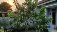 13 Pohon Buah Mini untuk Rumah Tipe 36 Tinggi di Bawah 2 Meter, Bikin Hunian Asri