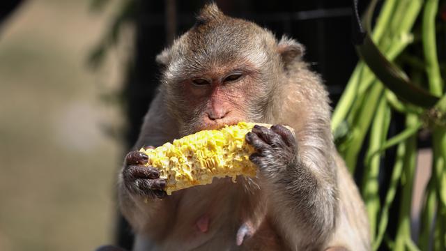 Monkey Buffet Festival