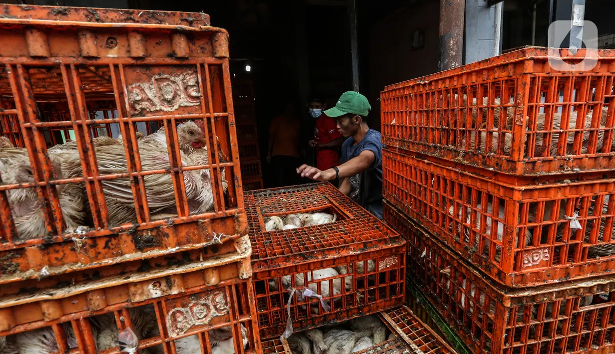 Pekerja menyiapkan ayam potong yang dipesan pembeli di tempat pemotongan saat pandemi COVID-19 di kawasan Kebayoran Lama, Jakarta, Jumat (29/1/2021). Saat ini harga ayam ras di tingkat konsumen berkisar Rp 27.000 per kilogram. (Liputan6.com/Johan Tallo)