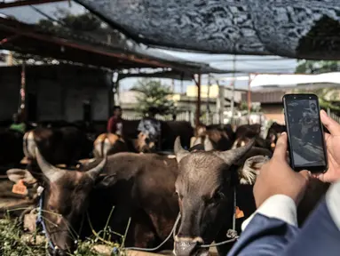 Azmi berbincang dengan calon konsumen melalui panggilan video di Peternakan Yuk Qurban, Depok, Rabu (22/7/2020). Pemilik peternakan Yuk Qurban itu menggunakan website dan aplikasi media sosial dalam memasarkan hewan kurban untuk memudahkan konsumen di tengah pandemi. (merdeka.com/Iqbal Nugroho)