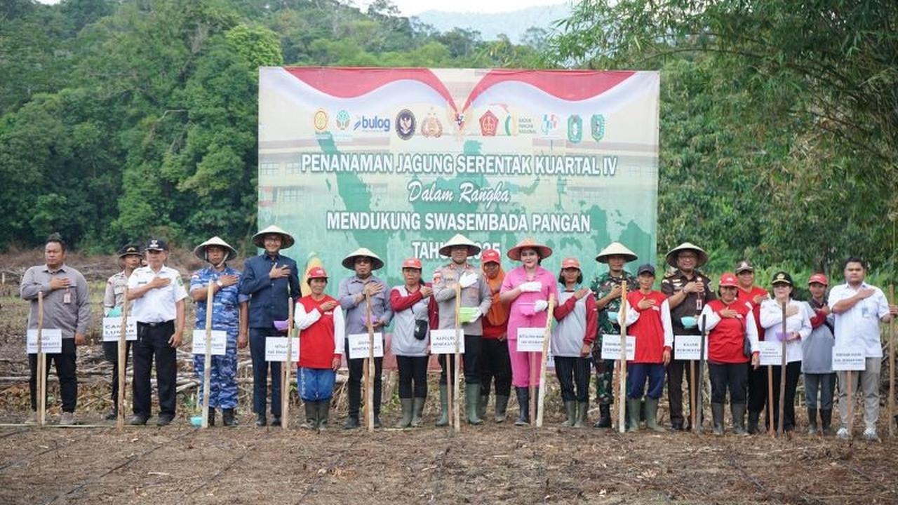 Bengkayang Panen Jagung, Siap Jadi Penyangga Pangan Kalbar: Berapa Luas Lahan yang Digarap?