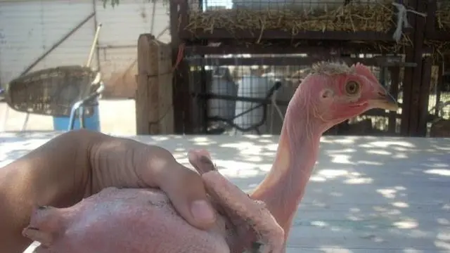 Featherless chicken atau ayam telanjang tanpa bulu yang mencuri perhatian dunia peternakan. (Facebook/Republic Of Birds)
