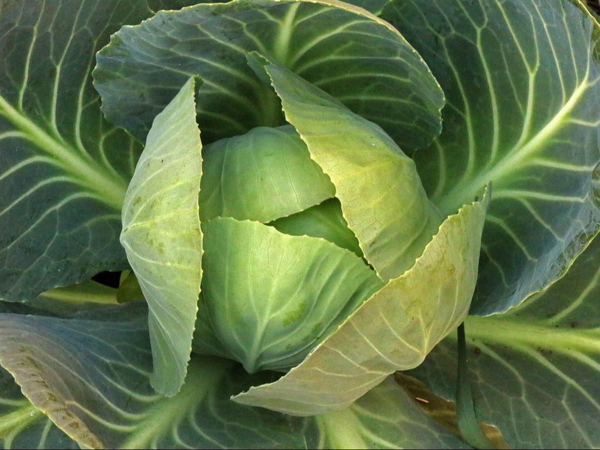 Manfaat Sayur Kol