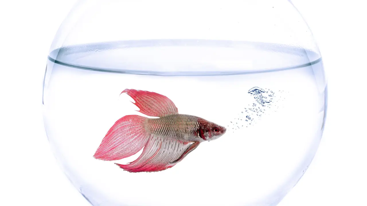 Cara Mengawinkan Ikan Cupang (Sumber: iStockphoto)