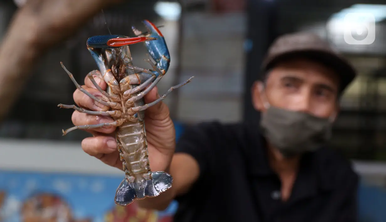 Petani menunjukkan lobster air tawar siap jual di tempat pembudidayaan BFC Mini Farm, Ciputat, Tangerang Selatan, Banten, Kamis (10/12/2020). Lobster air tawar asal Australia tersebut dijual Rp 60 ribu-Rp 500 ribu untuk memenuhi permintaan rumah makan dalam negeri. (Liputan6.com/Angga Yuniar)