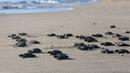 Bayi penyu dilepaskan ke laut di Bali, Indonesia, Selasa (6/7/2021). Puluhan penyu Lekang yang baru menetas dilepasliarkan dalam kampanye penyelamatan penyu yang terancam punah. (AP Photo/Firdia Lisnawati)
