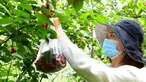 Seorang wisatawan memetik sejumlah ceri dalam festival ceri yang digelar di kawasan wisata Cherry Vale di Distrik Erqi, Zhengzhou, Provinsi Henan, China tengah, (6/5/2020). (Xinhua/Hao Yuan)