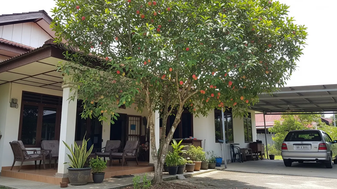 Pohon Buah Berakar Aman untuk Dekat Teras dan Carport