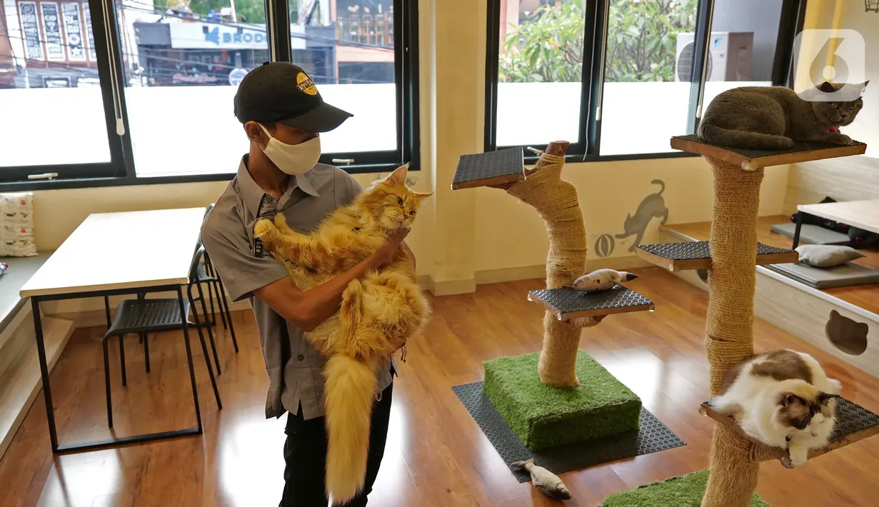 Pekerja menggendong kucing di kopi Cat Cafe Kemang , Jakarta, Sabtu (30/5/2020). Kafe kucing itu akan menerapkan protokol kesehatan terkait kebijakan new normal, salah satunya mengurangi jumlah pengunjung dan wajib memakai masker yang dimulai pada 5 Juni esok (Liputan6.com/Herman Zakharia)