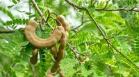 Daun Asam Jawa