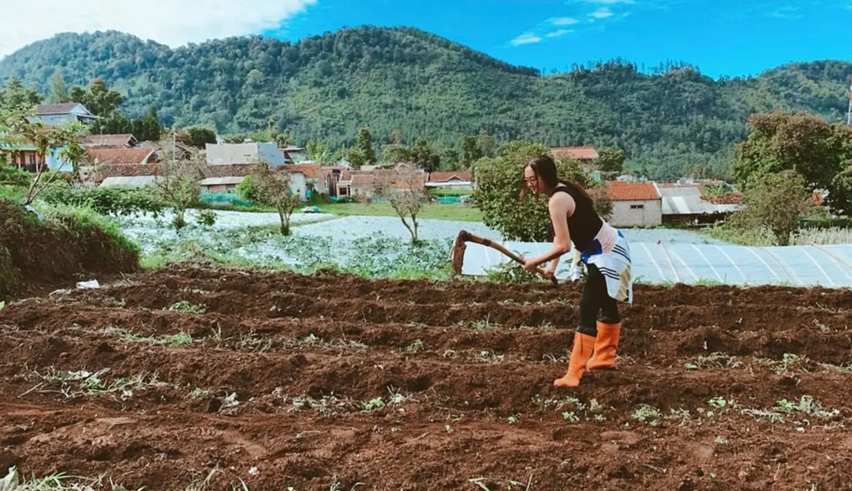 Pelantun lagu Mari Bercinta ini pun ternya piawai dalam memainkan cangkul untuk menggarap kebun. Kocaknya, momen ini pun turut menarik banyak penggemarnya yang kaget dengan aksinya yang ternyata bisa menggarap kebun. (Liputan6.com/IG/@aurakasih)