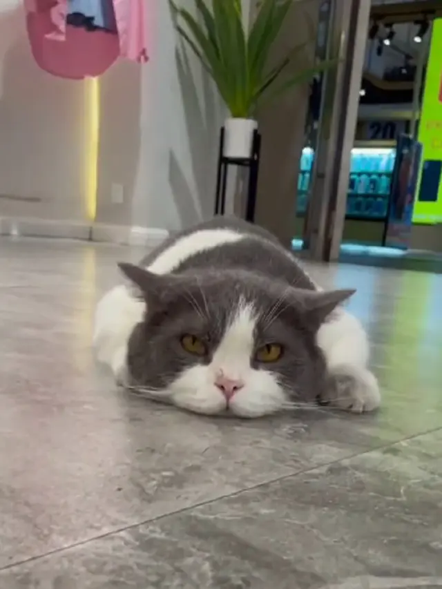 Aksi Kucing Rebahan di Butik Bikin Gemas, Warganet: Nunggu Pacar Belanja