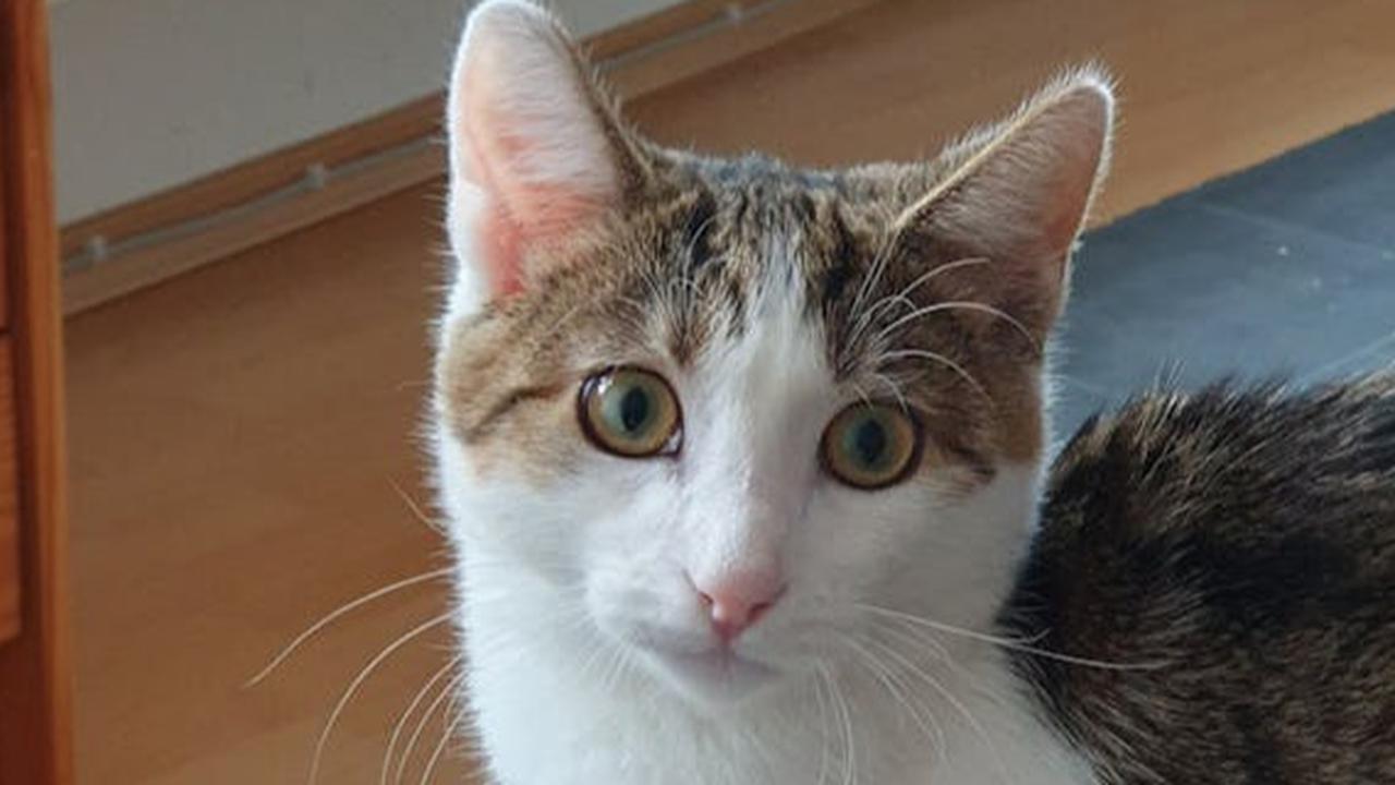 10 Cara Aman Meninggalkan Kucing di Rumah Saat Mudik Lebaran