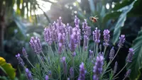 Cara Merawat Tanaman Lavender agar Subur dan Berbunga Lebat di Iklim Tropis