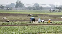 Petani memanen sayuran di Tangerang, Banten, Kamis (8/7/2021). Kredit Usaha Rakyat (KUR) membantu petani mendapatkan modal untuk menjalankan usahanya serta membantu menjaga produktivitas di masa pandemi. (Liputan6.con/Angga Yuniar)