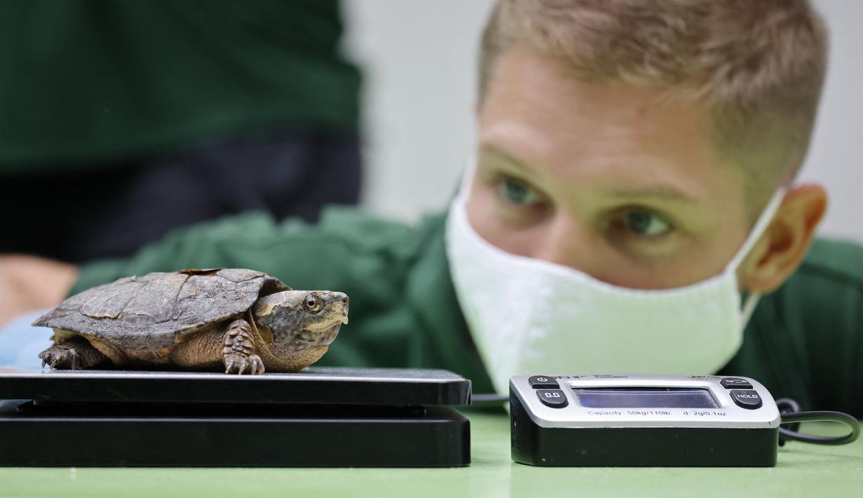 Seekor penyu berkepala besar ditimbang selama sesi pemotretan penimbangan tahunan di Kebun Binatang London, pada Kamis (26/8/2021). Pengukuran tinggi dan berat badan ini untuk mengetahui kesejahteraan dan kesuburan hewan. (Tolga Akmen / AFP)