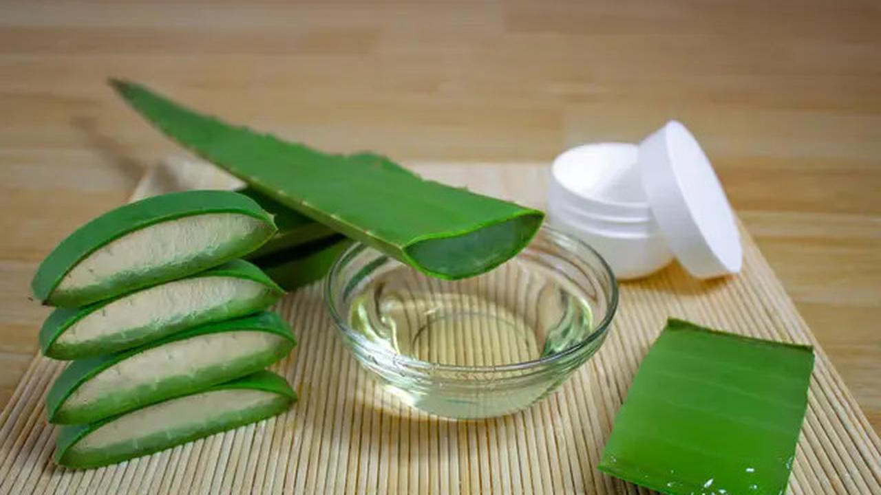 Efektivitas Lidah Buaya untuk Mengatasi Asam Urat dan Cara Penggunaannya