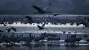 Burung bangau yang melakukan migrasi berkumpul bersama di kawasan konservasi Danau Hula, utara Laut Galilea, Israel, Rabu (24/2/2021). Lebih dari setengah miliar burung dari sekitar 400 spesies berbeda melewati Lembah Jordan ke Afrika dan kembali ke Eropa sepanjang tahun ini. (AP Photo/Oded Balilty)